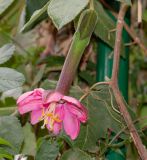 Passiflora mixta. Цветок. Перу, г. Куско, открытый ботанический сад на городской площади. 13.10.2019.