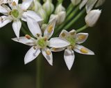 Allium tuberosum