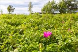 Rosa rugosa. Густые заросли цветущих и плодоносящих растений. Ленинградская обл., Ломоносовский р-н, берег Финского залива, Батарейная бухта, песчаный пляж. 06.07.2019.