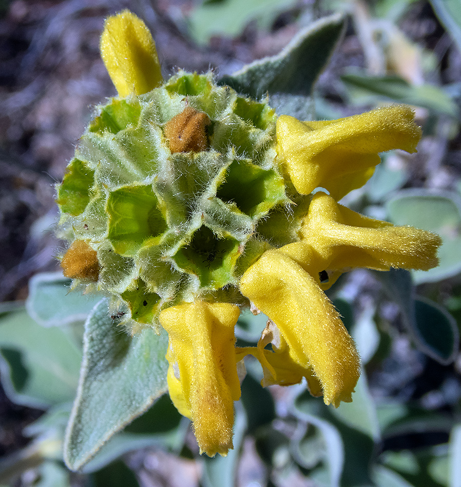 Изображение особи Phlomis fruticosa.