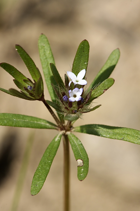 Изображение особи Asperula setosa.