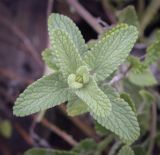 Nepeta mussinii. Верхушка вегетирующего побега. Москва, Аптекарский огород, в культуре. 03.09.2021.