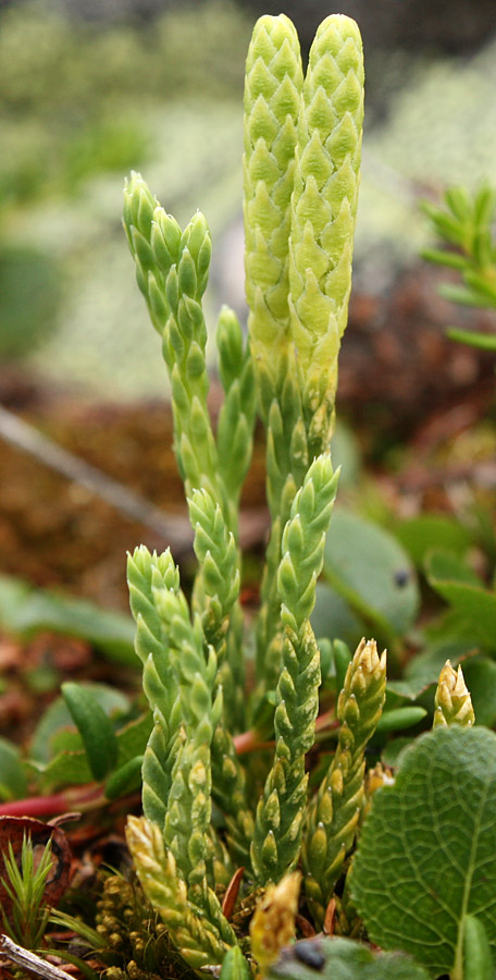 Изображение особи Diphasiastrum alpinum.