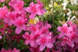 Rhododendron kiusianum. Цветки. Санкт-Петербург, парк Ботанического сада БИН БАН, в культуре. 13.06.2022.