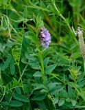 Vicia sepium. Верхушка побега с соцветием. Алтайский край, Алейский р-н, окр. г. Алейск, луг. 27.06.2021.