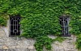 Parthenocissus tricuspidata. Вегетирующие растения на стене дома. Грузия, Имеретия, г. Кутаиси, в культуре. 14.06.2023.