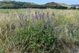 Salvia stepposa. Цветущие растения. Оренбургская обл., Кувандыкский гор. округ, окр. дер. Первое Юмагузино, луг. 05.07.2023.