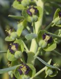 Euphorbia characias