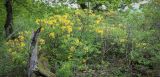 Rhododendron luteum