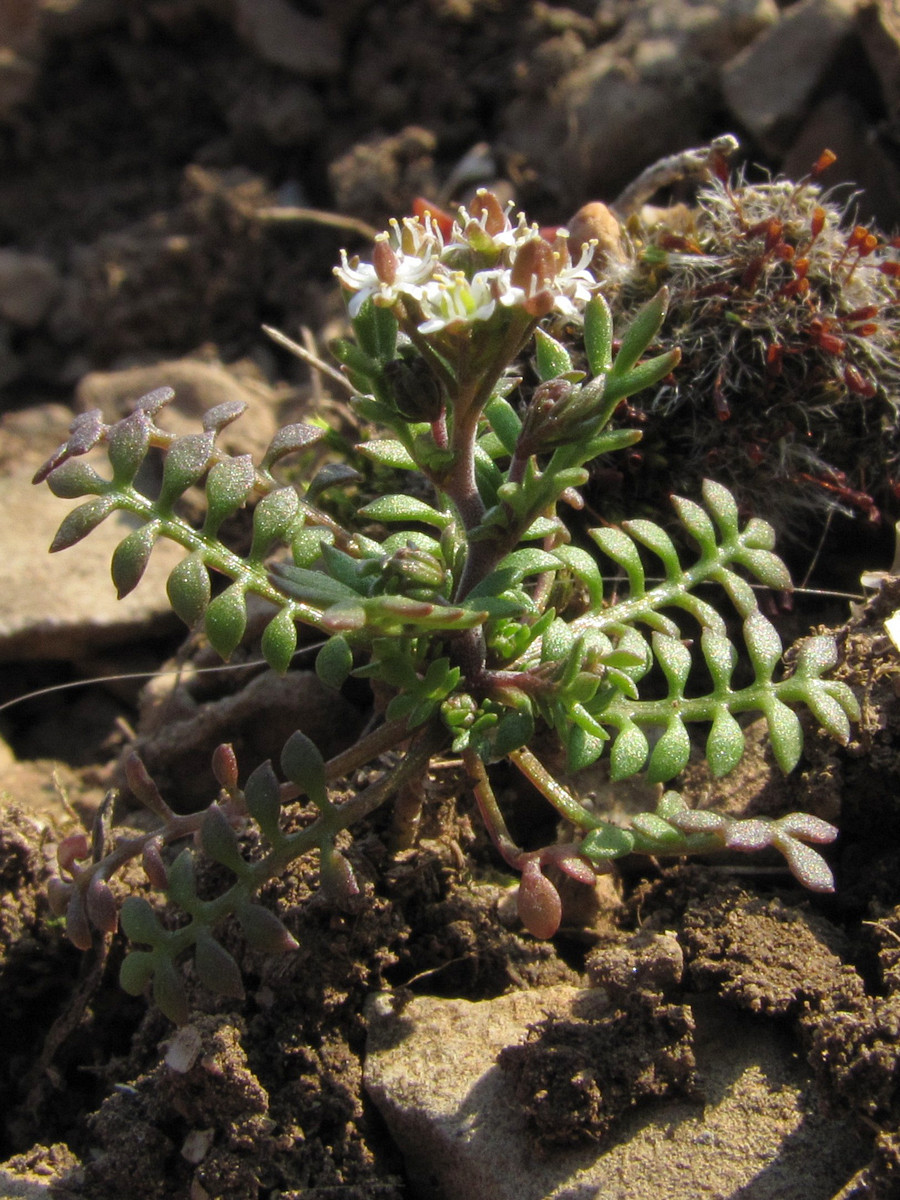 Изображение особи Hornungia petraea.