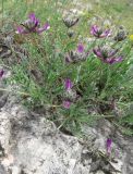 Astragalus vesicarius var. albidus