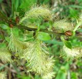 Salix phylicifolia