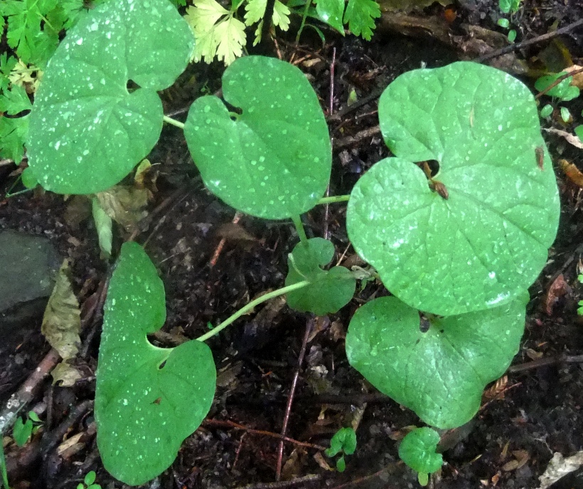 Изображение особи Aristolochia steupii.