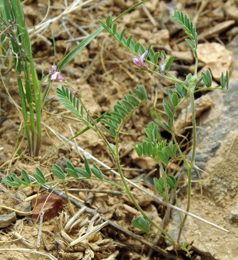 Изображение особи Astragalus uninodus.