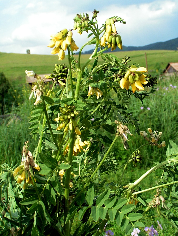 Изображение особи Astragalus propinquus.