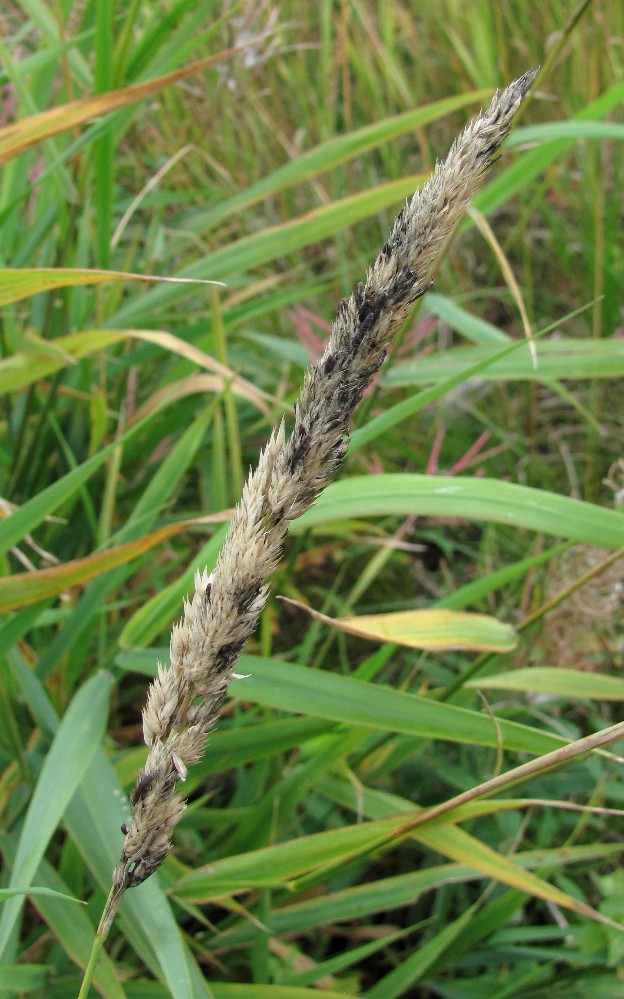 Изображение особи Phalaroides arundinacea.