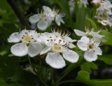 Crataegus monogyna. Соцветие. Украина, Днепропетровская обл., балка в верховьях р. Самоткань. 22.05.2009.