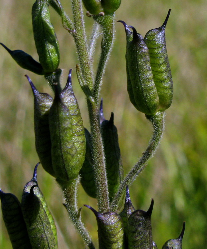 Изображение особи Aconitum baicalense.