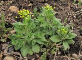 Draba nemorosa