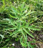 Heracleum sibiricum