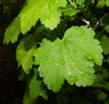 Ribes rubrum