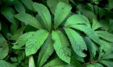 Rodgersia pinnata