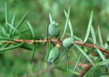 Juniperus communis