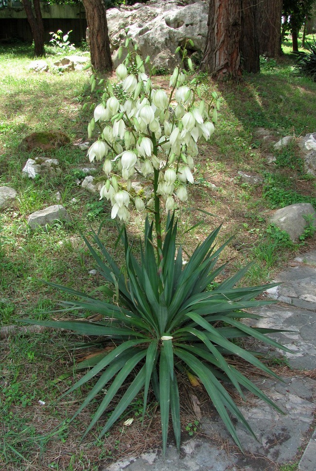 Изображение особи Yucca gloriosa.