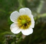 Ranunculus sphaerospermus. Цветок. Туркменистан, хр. Кугитанг, село Койтен. Июнь 2012 г.