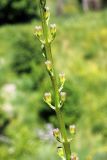 Delphinium semibarbatum. Часть соцветия в бутонах. Узбекистан, г. Ташкент, археологический памятник Актепа Юнусабадский. 05.05.2013.