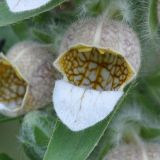 Digitalis lanata