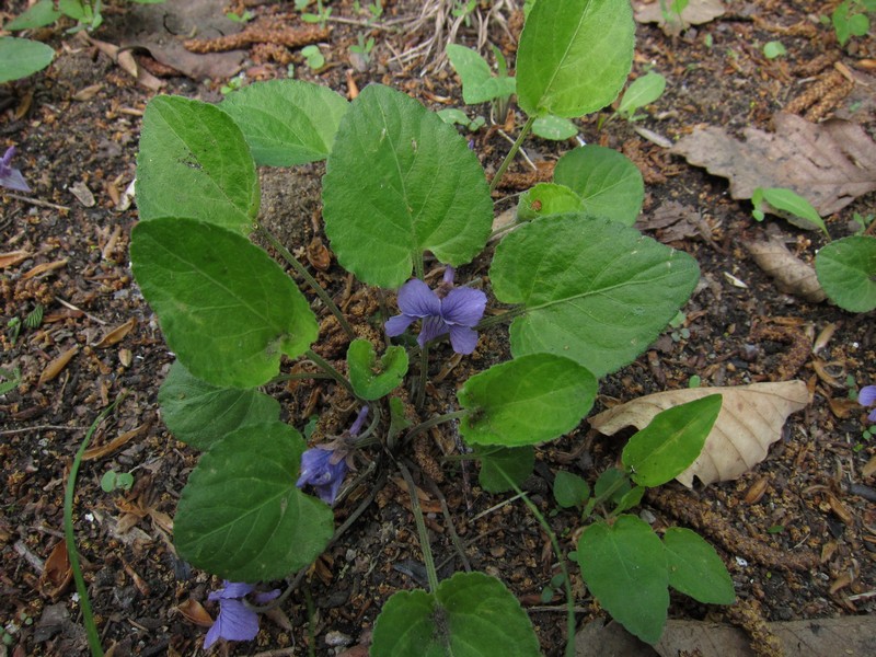 Изображение особи Viola tenuicornis.