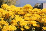 Chrysanthemum morifolium. Соцветия. Черноморское побережье Кавказа, г. Новороссийск, в культуре. 16 ноября 2013 г.
