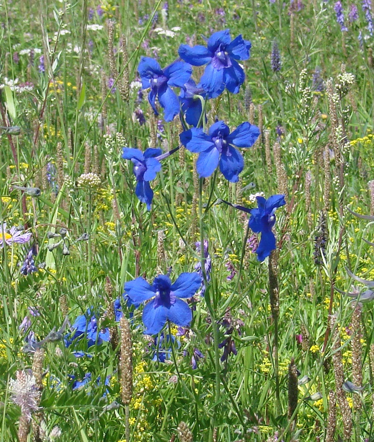 Image of Delphinium grandiflorum specimen.