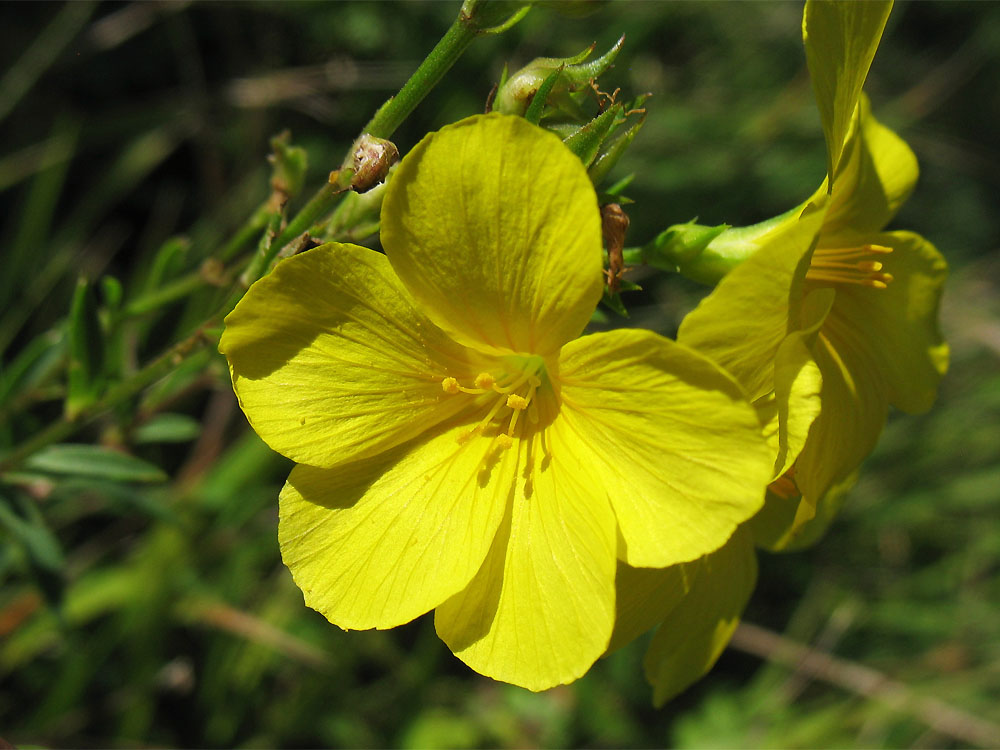 Изображение особи Linum flavum.