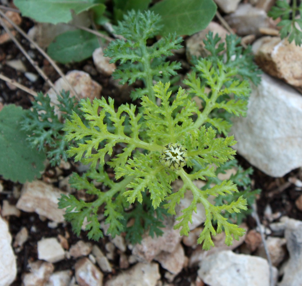 Изображение особи Anthemis palaestina.