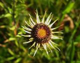 Carlina fennica. Соцветие. Ленинградская обл., Кировский р-н. 03.08.2014.