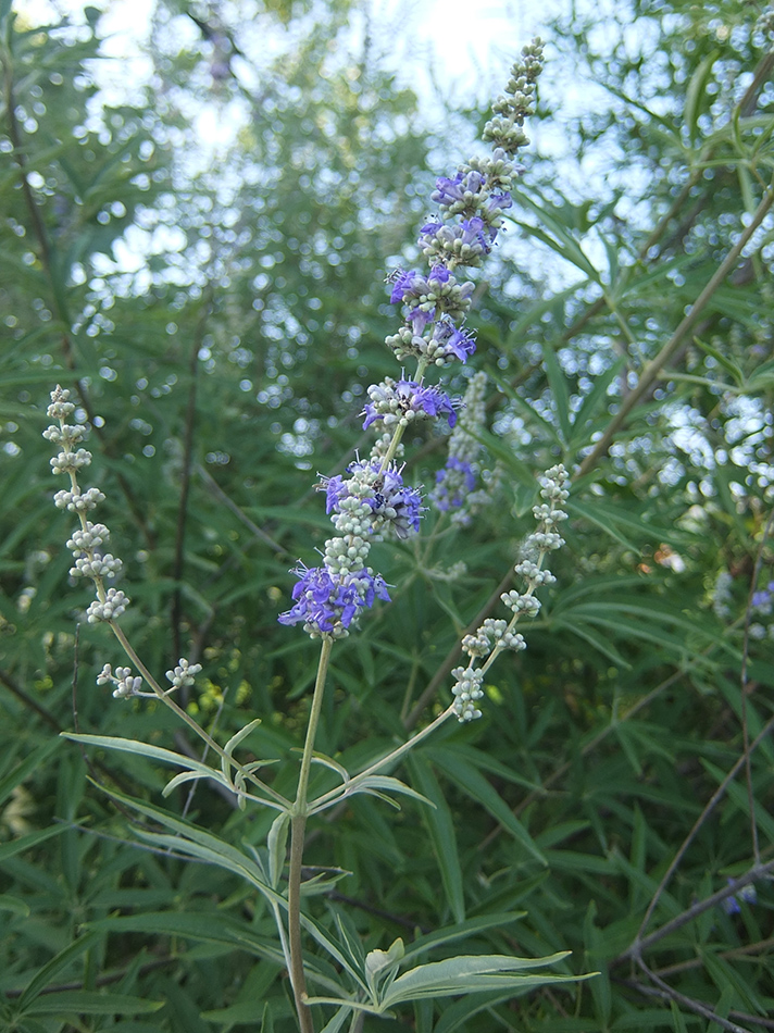 Изображение особи Vitex agnus-castus.