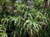 Aloe arborescens. Вегетирующие растения. Франция, Лазурный Берег, Ментона, в культуре. 21.07.2014.