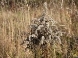 Solidago canadensis