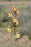 Linaria ramosa