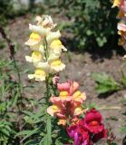 Antirrhinum majus. Верхушки цветущих растений. Восточный Казахстан, г. Усть-Каменогорск, парк, в культуре. 18.07.2012.