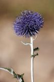 Echinops talassicus