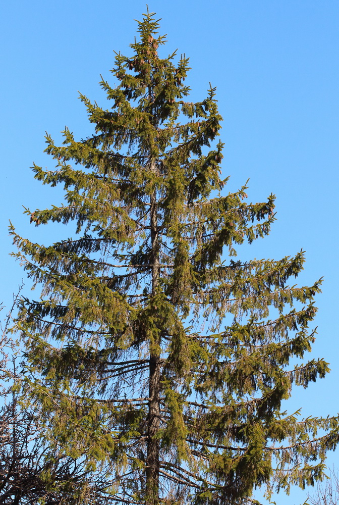 Ель европейская (Picea abies)
