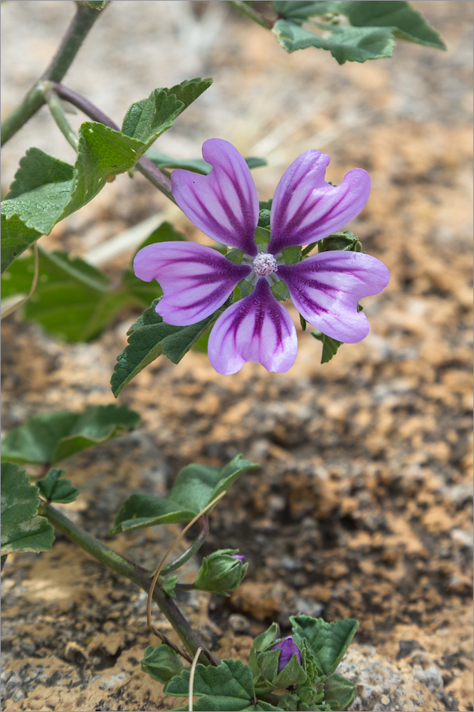 Изображение особи Malva sylvestris.