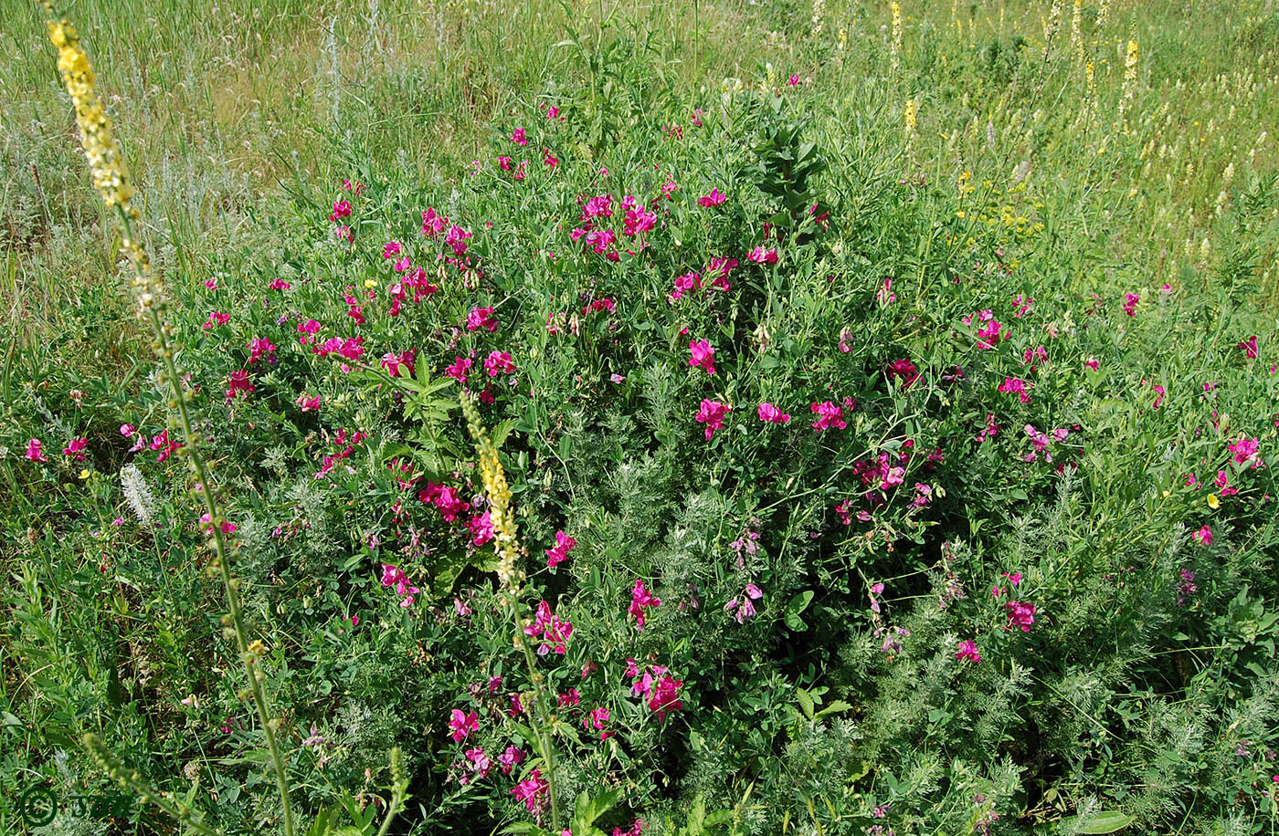 Изображение особи Lathyrus tuberosus.