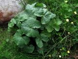 Caltha palustris. Вегетирующее растение. Мурманск: мкр-н Росляково, во дворе возле канавы. 08.07.2016.