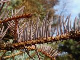 Picea pungens форма glauca. Часть отмирающего побега с измененным пигментом хвои. Марий Эл, г. Йошкар-Ола, парк на территории административных зданий Правительства РМЭ, в озеленении. 28.10.2016.