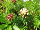 Rhodiola algida. Соцветия. Республика Алтай, Усть-Коксинский р-н, природный парк \"Белуха\", Долина Семи Озер, берег высокогорного озера, выс. 2500 м н.у.м. 07.08.2016.