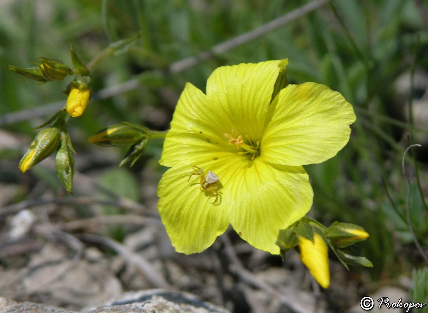 Image of Linum pallasianum specimen.